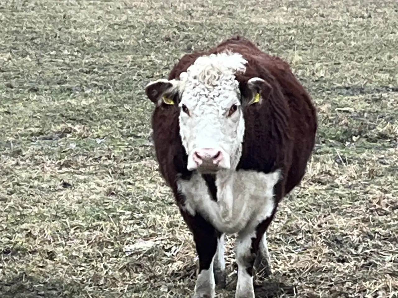 Billede 5 - Hereford køer, kvier og kalve