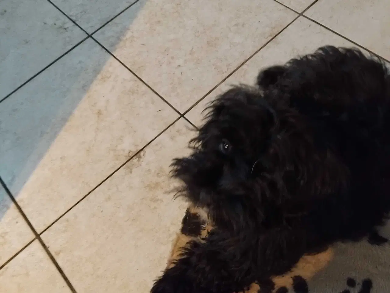 Billede 4 - Shih tzu / minipuddel