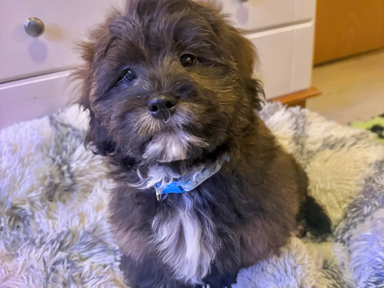 Billede 10 - Cavapoo Far/  Shih tzu-mor/ 