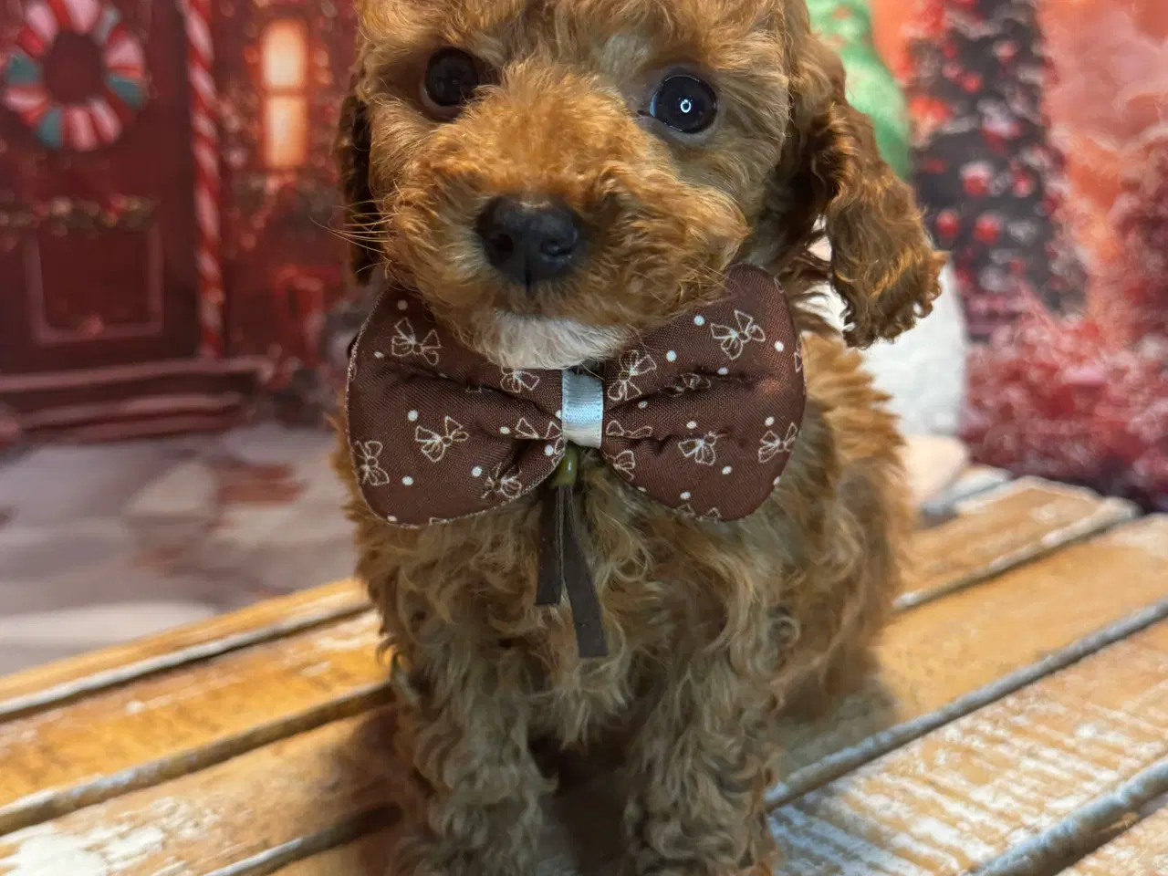 Billede 16 - 🐾✨ Skønne Maltipoo hvalpe klar mellem jul & Nytår