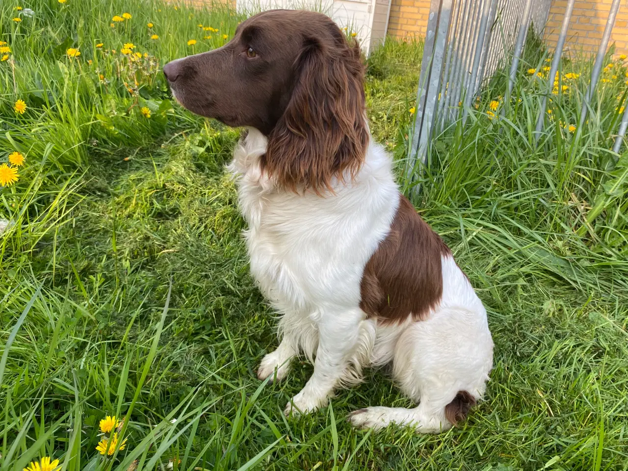 Billede 2 - Springer Spaniel