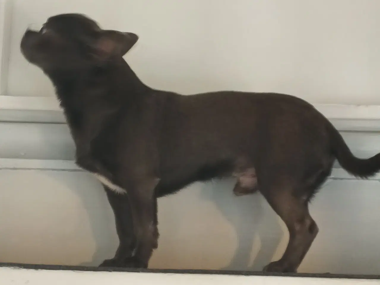 Billede 1 - Eksklusiv Blå Chihuahua Han Tilbyder Parring!