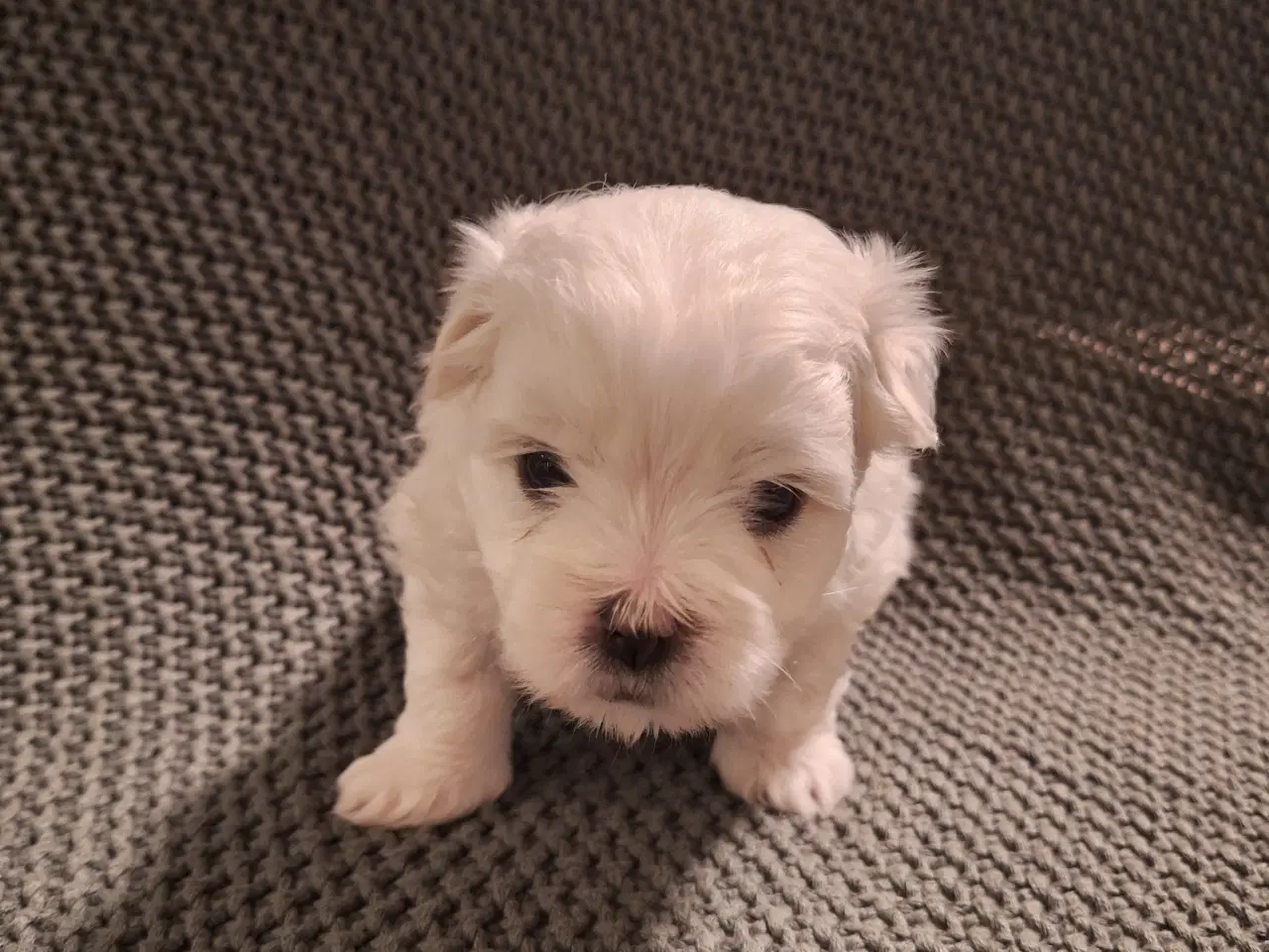 Billede 1 - Hundehvalp (han) coton de tulear 