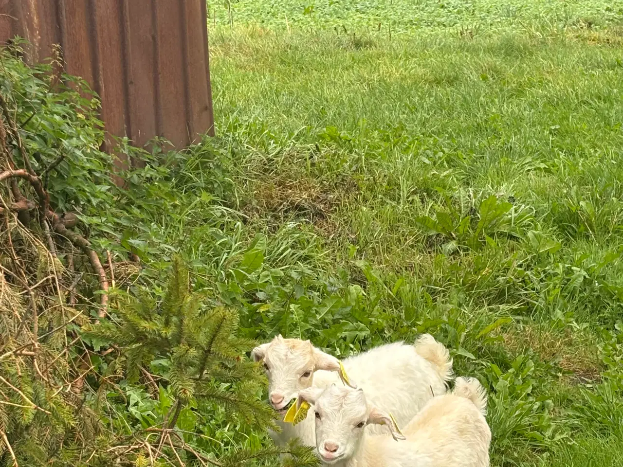 Billede 1 - Dværggeder gimmer