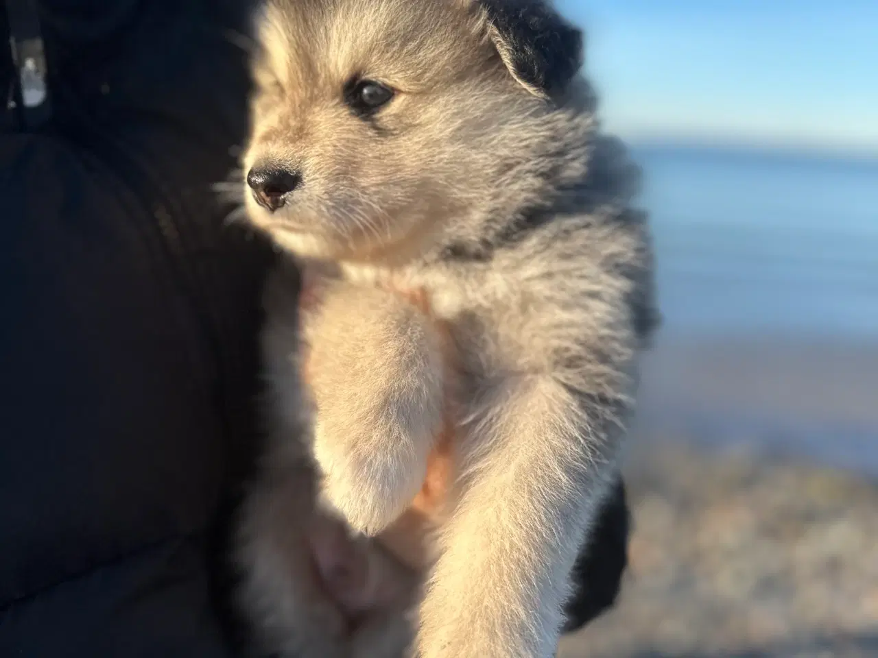 Billede 5 - Finske Lapphundehvalpe søger nye, kærlige hjem