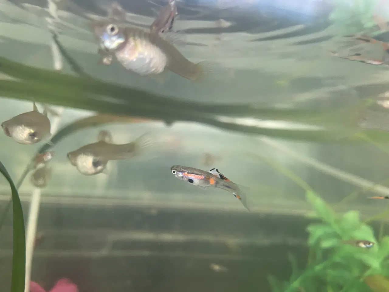 Billede 6 - Endlers, Guppy