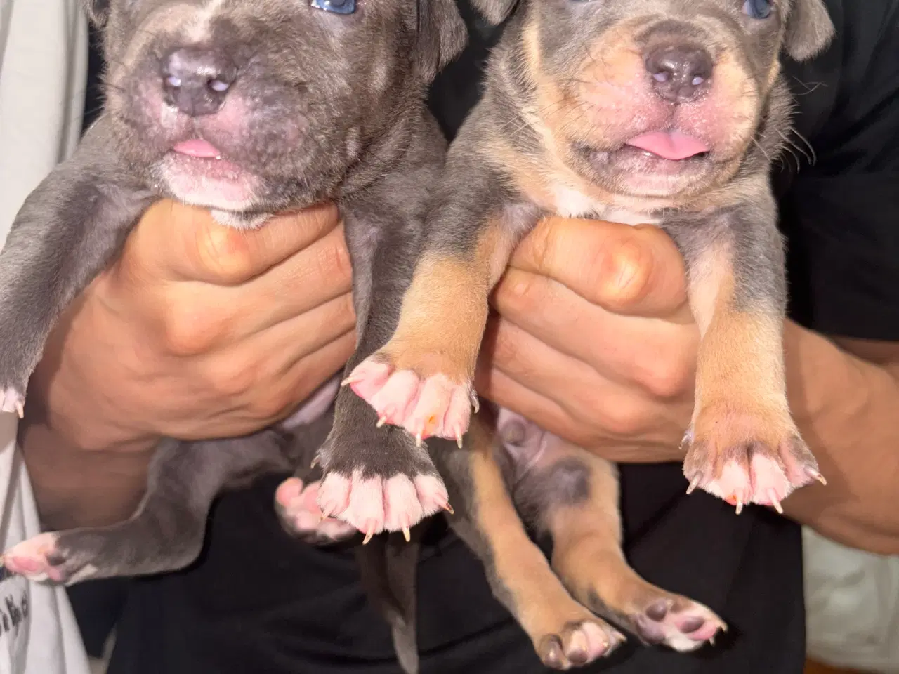 Billede 5 - American bully 🐶 