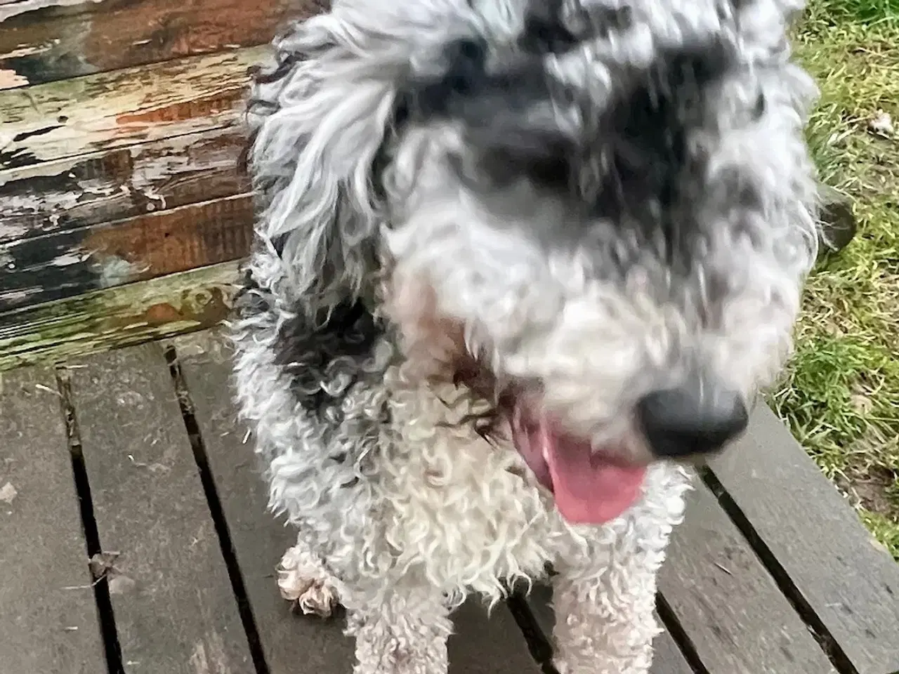 Billede 1 - Lagotto / Spansk Vandhund / Cocker