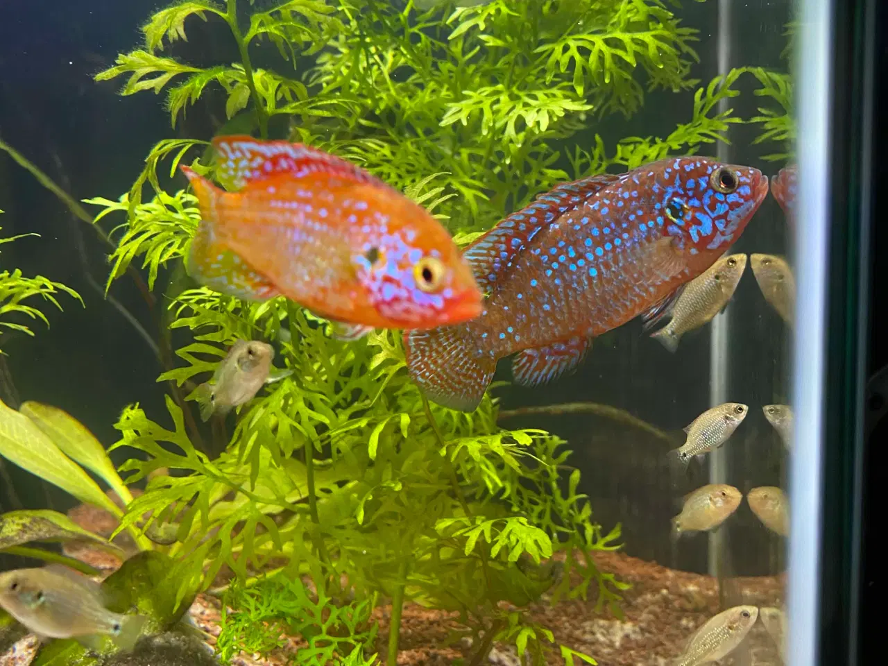 Billede 3 - Red Juwel cichlid