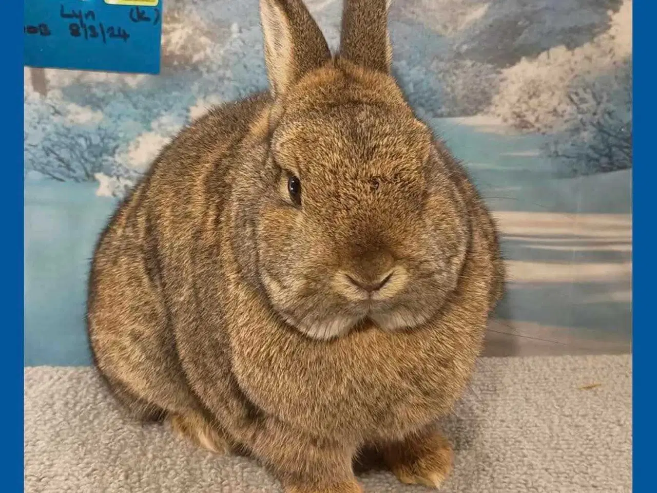 Billede 17 - Kanin, kanin unge