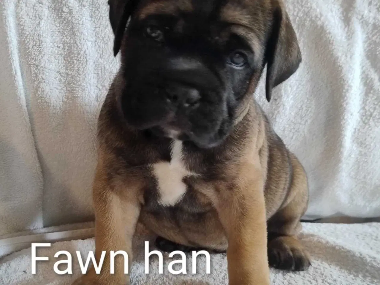 Billede 8 - Bullmastiff hvalpe, kan flytte 24. august