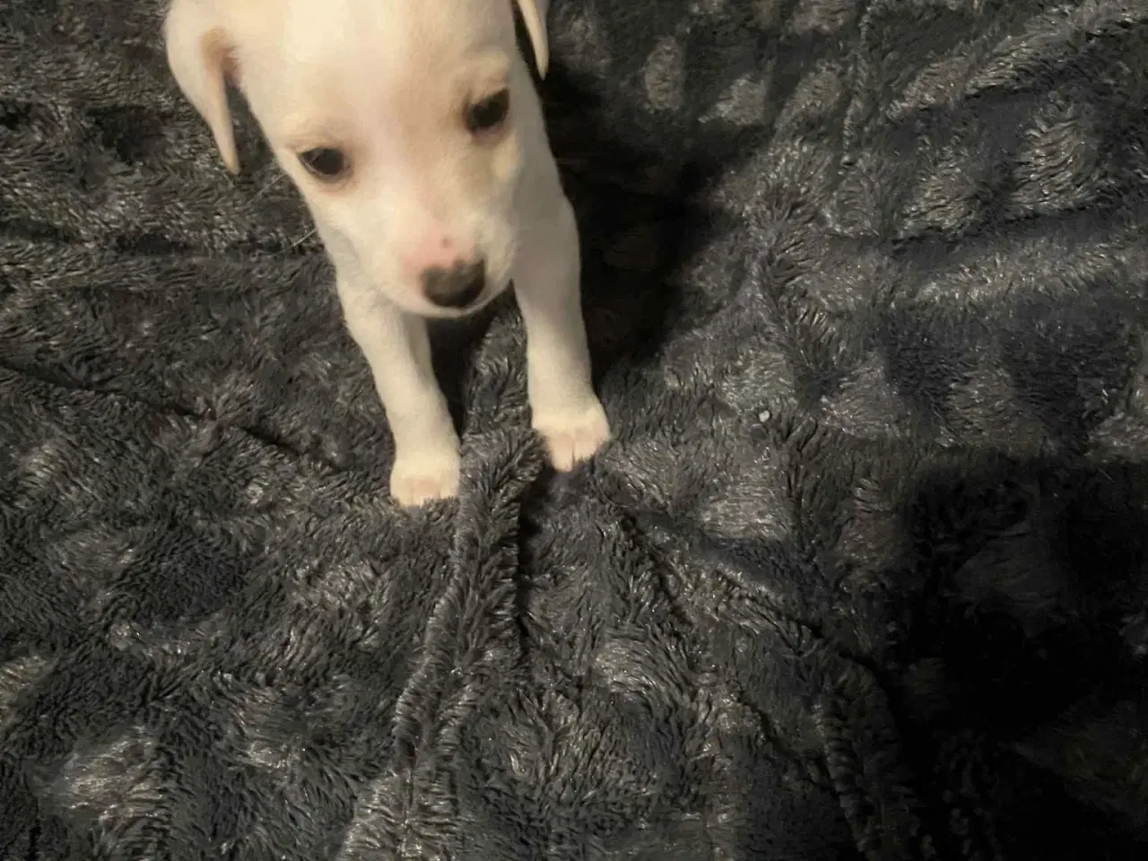 Billede 2 - Dansk svensk gårdhund 