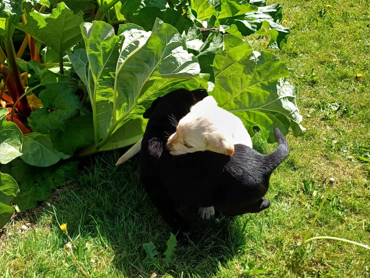 Billede 3 - Labrador F1 hvalpe