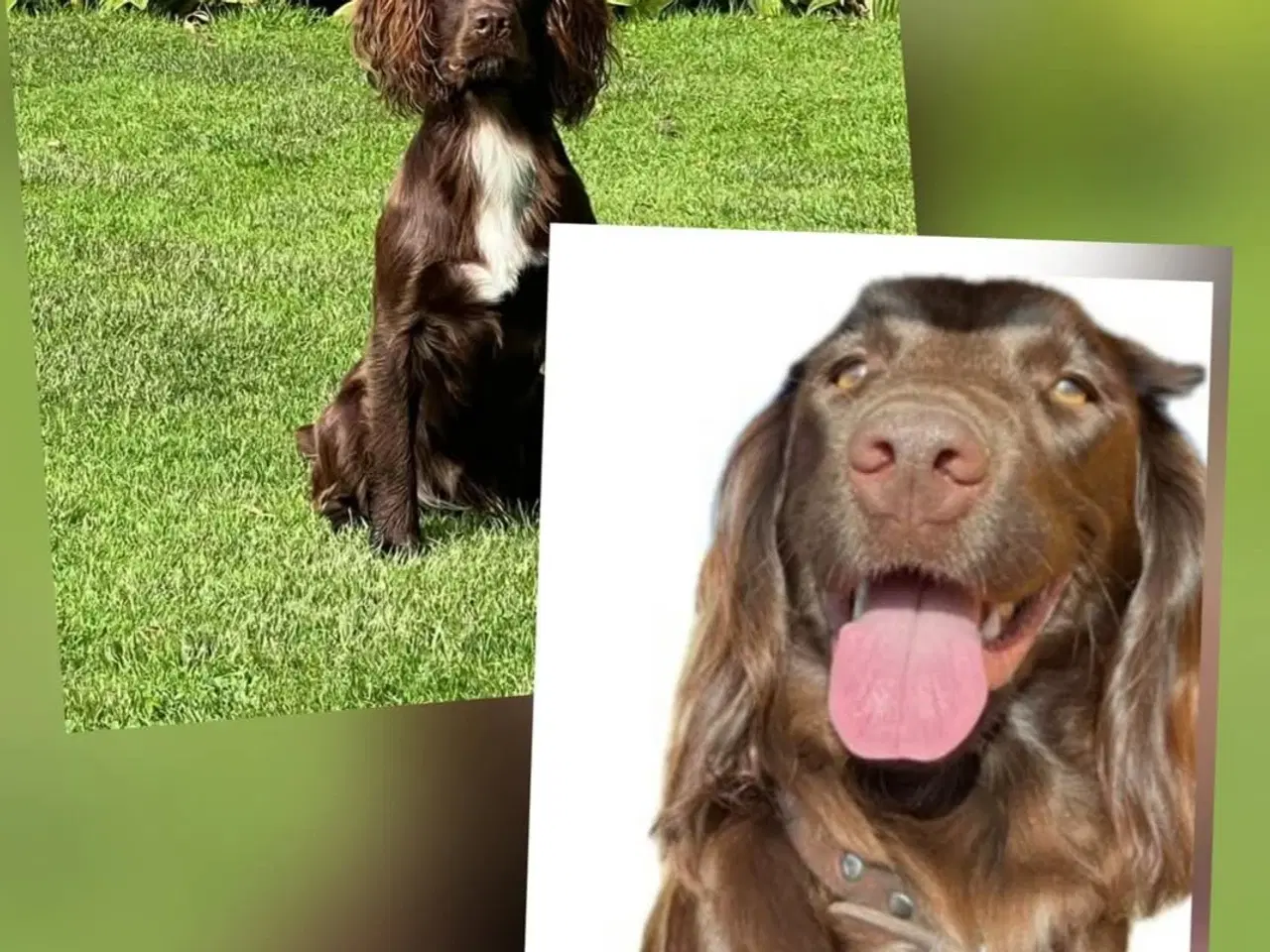 Billede 2 - Ft Springer Spaniel Hvalpe Sælges