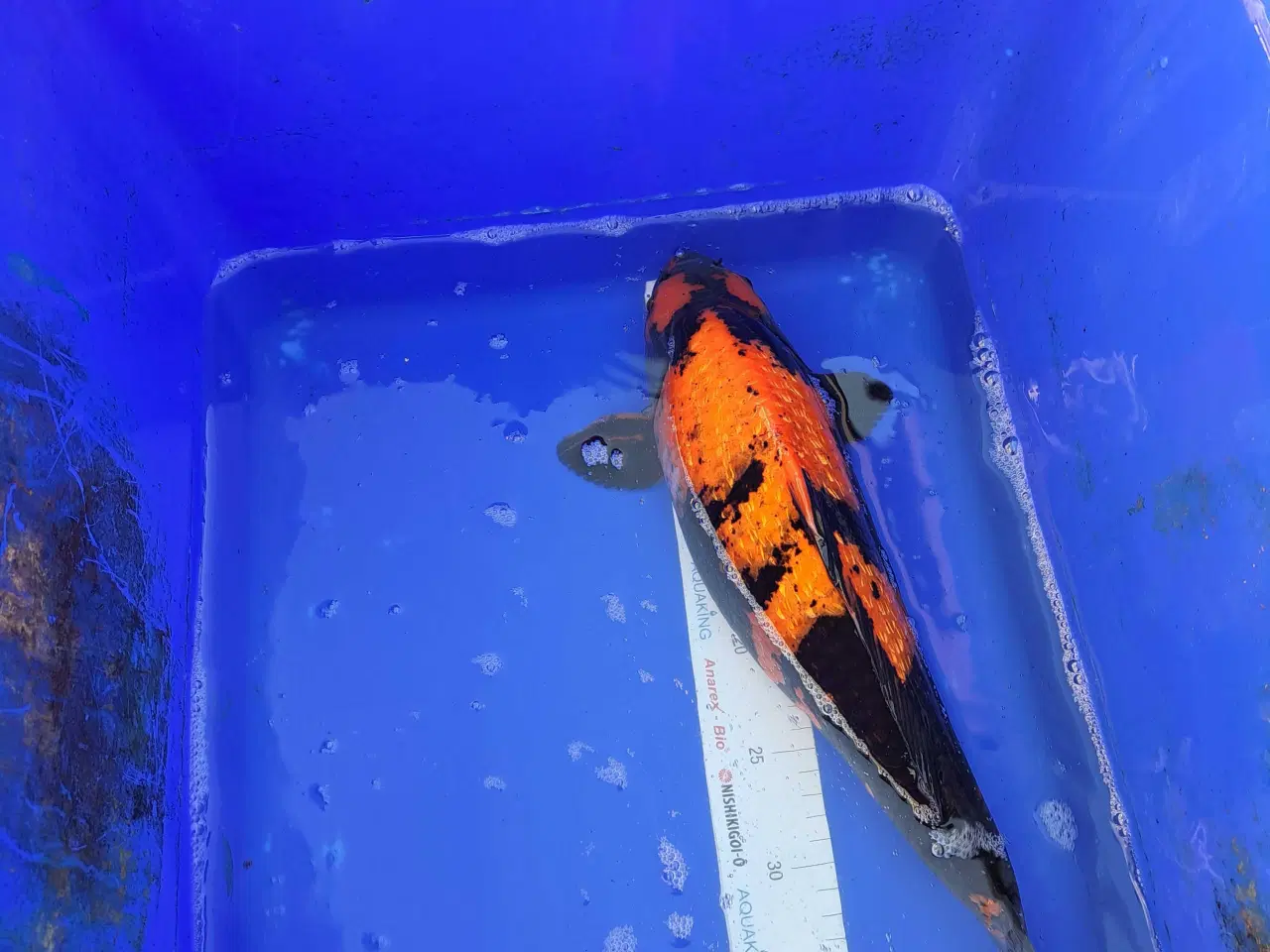 Billede 2 - Koikarper 