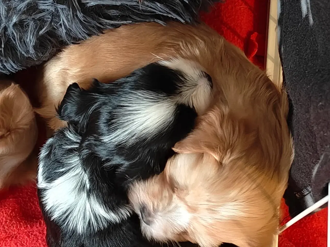 Billede 5 - Hava hvalpe 