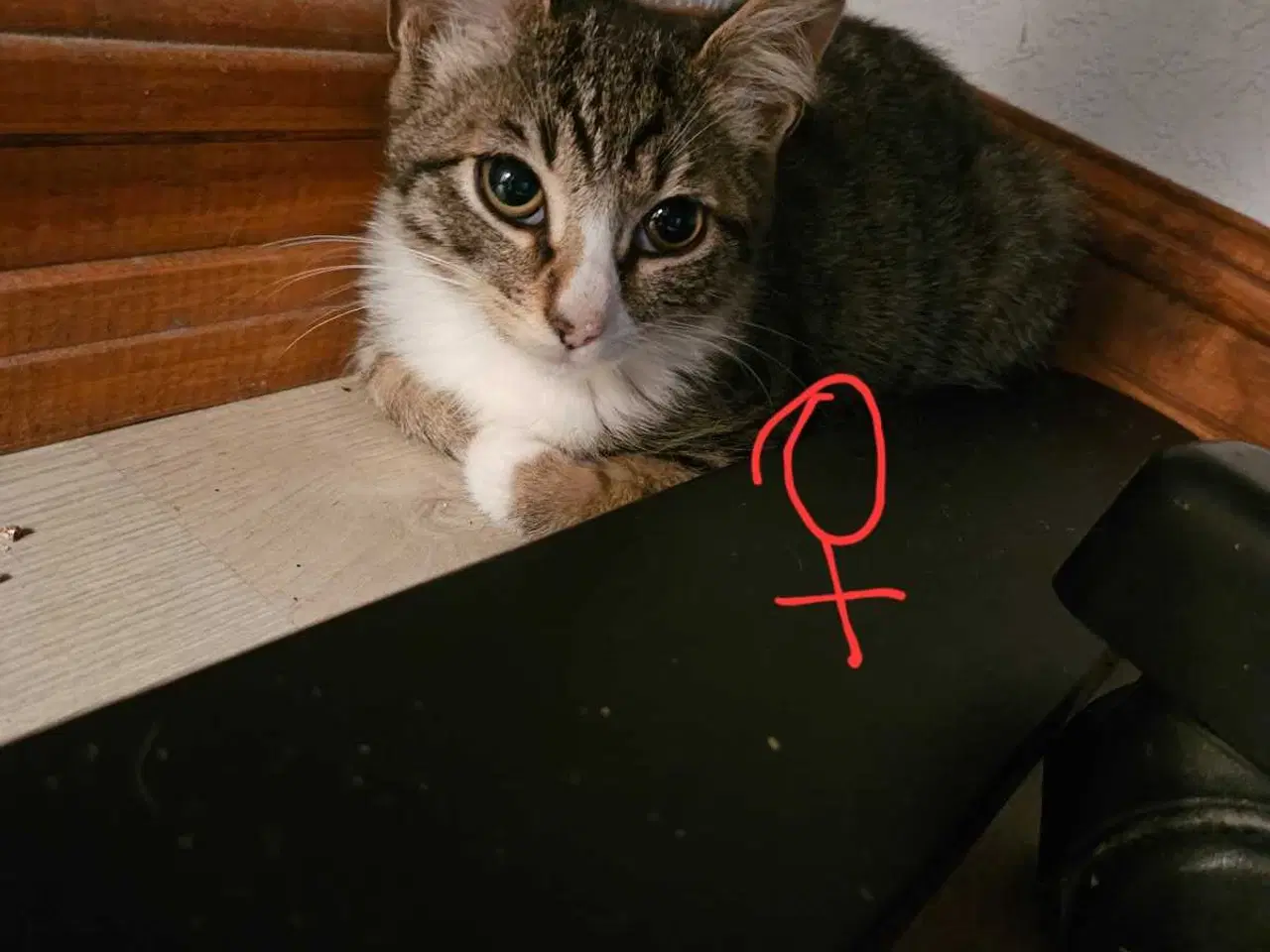 Billede 3 - Killinger