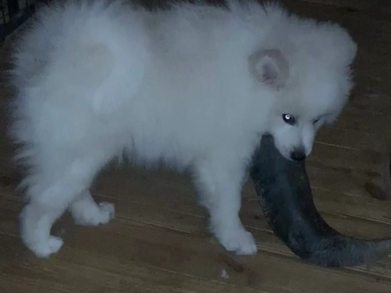 Billede 8 - Bedårende Mittelspitz hvalpe