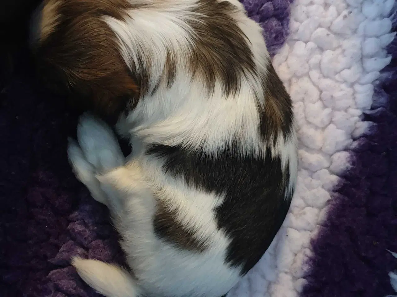 Billede 2 - Super lækre Lhasa Apso hvalpe 🐾💕