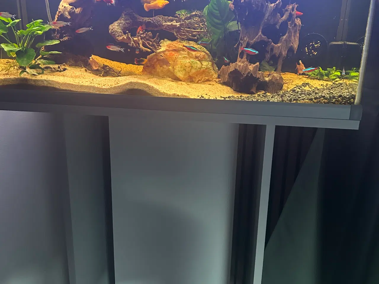 Billede 5 - Fineste akvarie + indhold sælges.