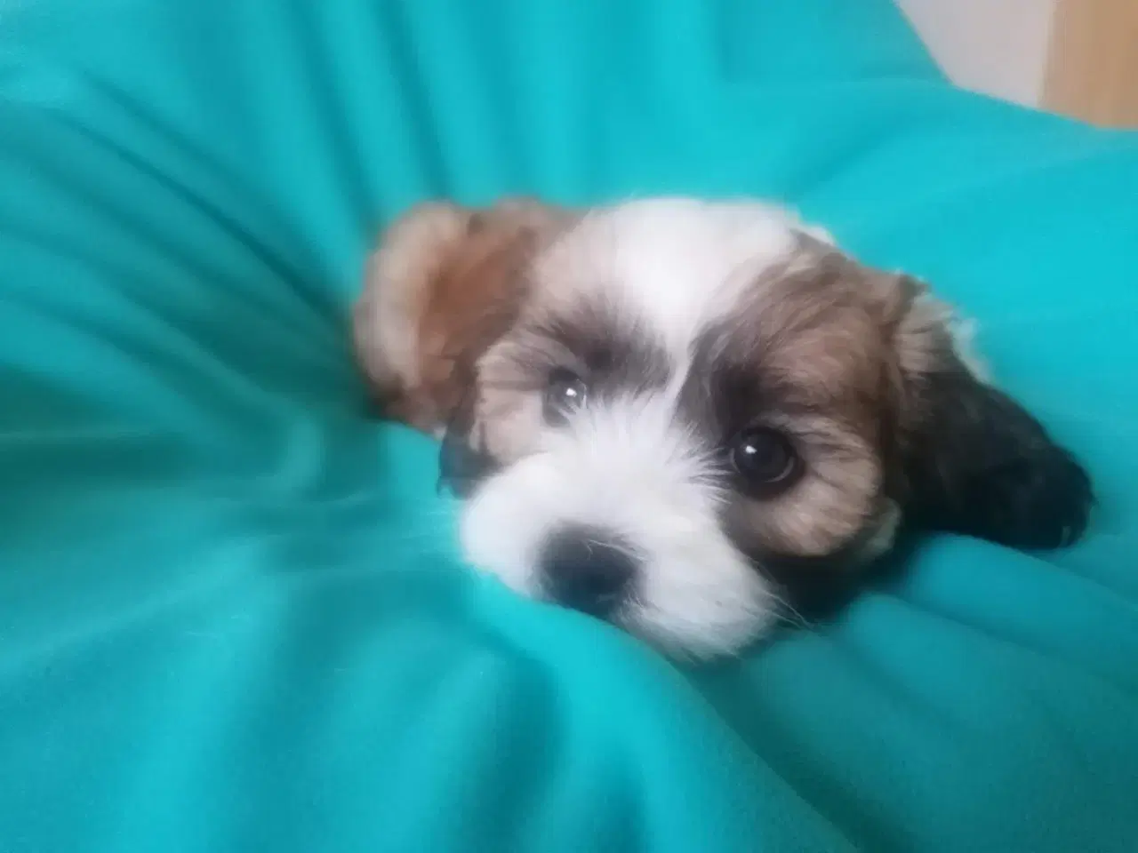 Billede 2 - Bichon Havanais ( Havaneser ) / Shih Tzu