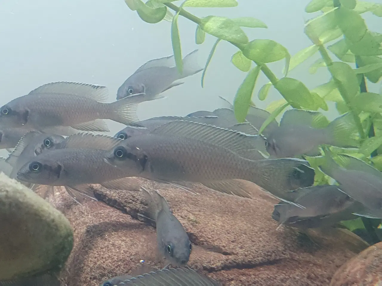 Billede 14 - Prinsessecichlider (Neolamprologus brichardi)