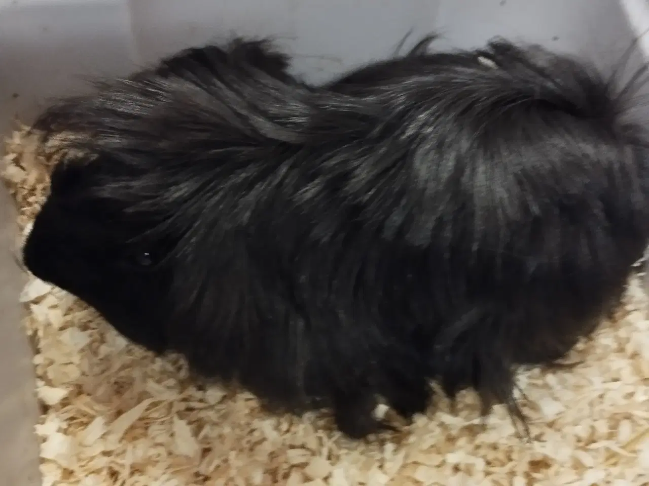 Billede 4 - Ægte sheltie, puruaner ,Texel ,lang hårs hvirvler.