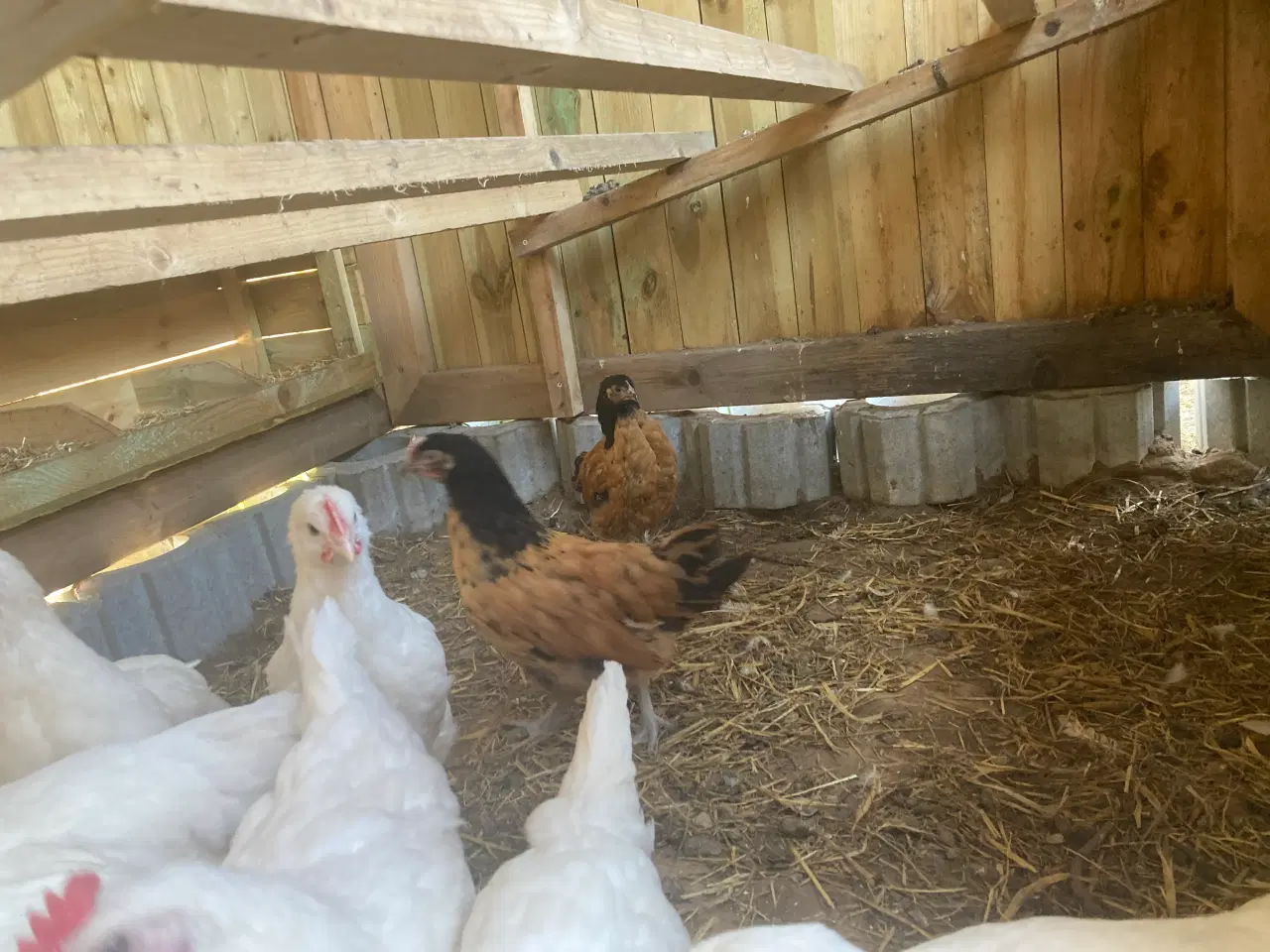 Billede 8 - 9 uge gammele kyllinger 