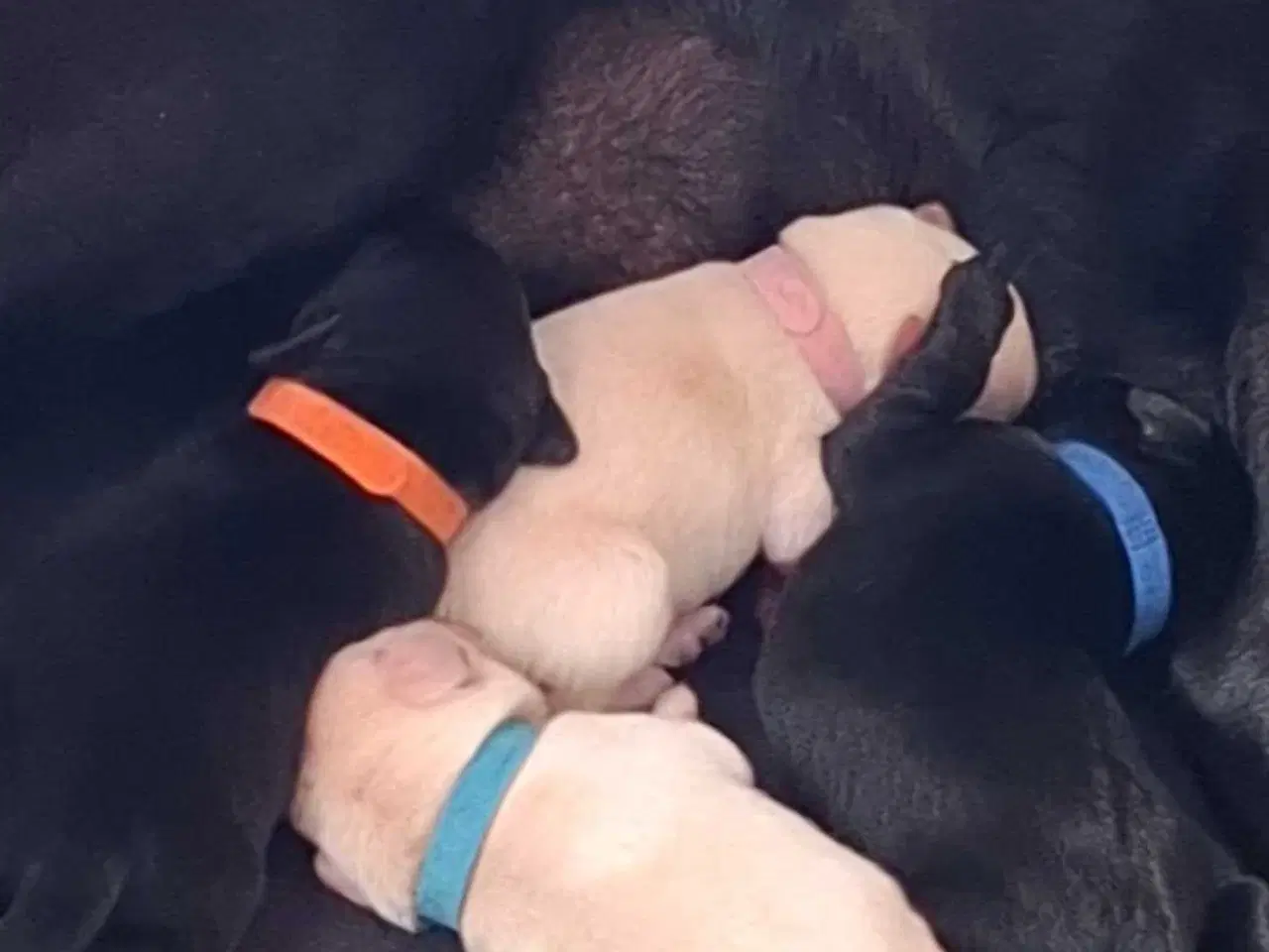 Billede 12 - De lækreste blandingshvalpe