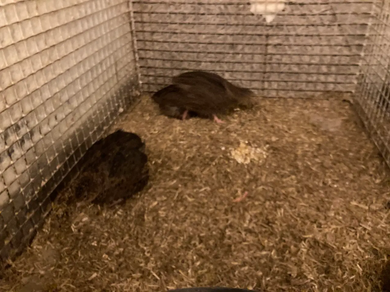 Billede 1 - Japanske Rosetta vagtler