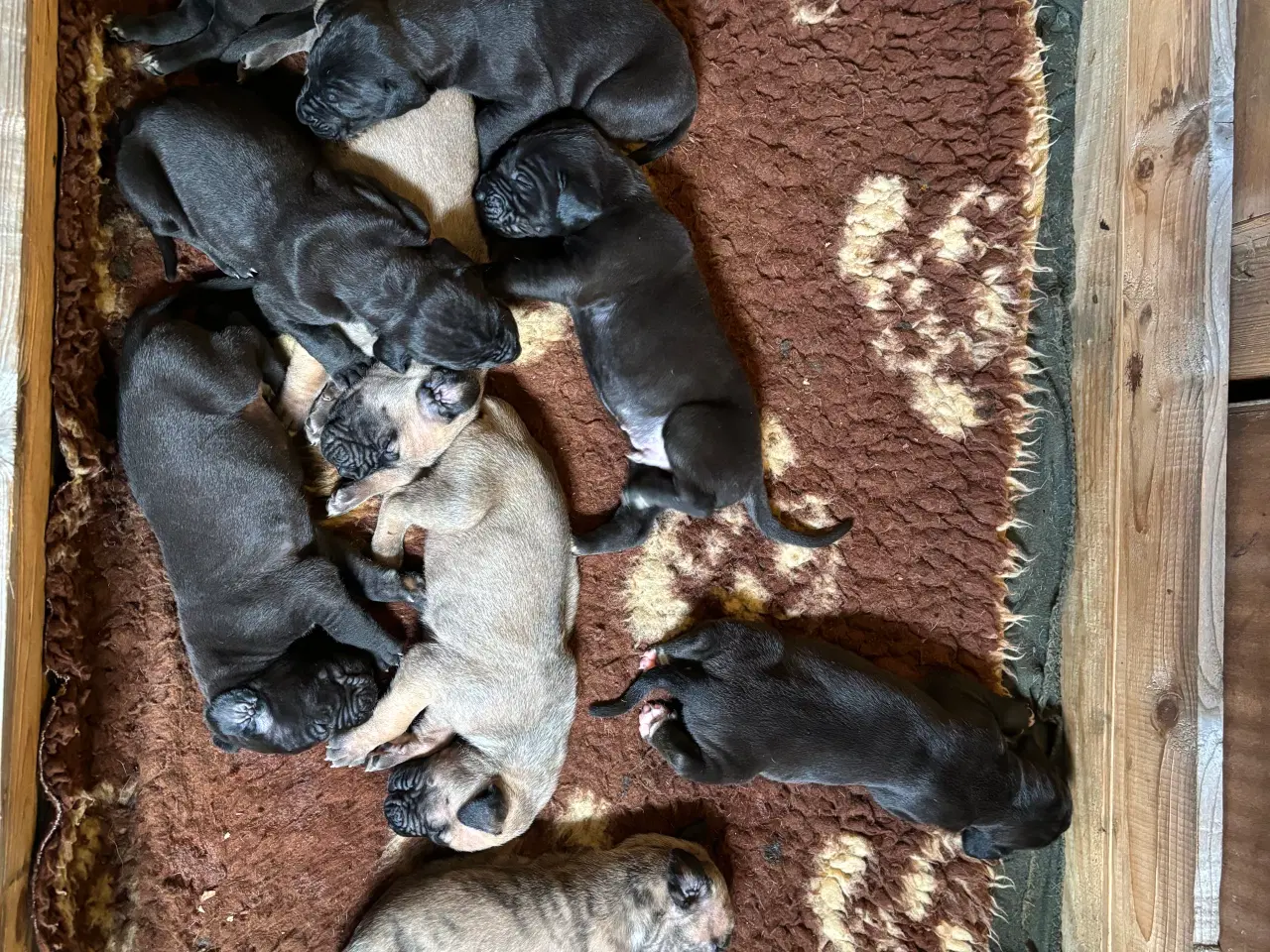 Billede 10 - Grand Danois hvalpe