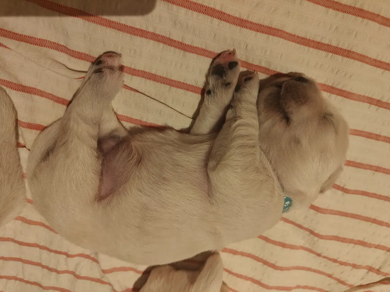 Billede 6 - Golden Retriever hvalpe