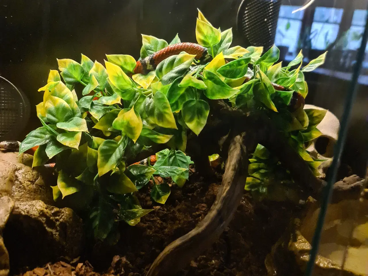 Billede 6 - Sinaloa snog inkl. terrarie