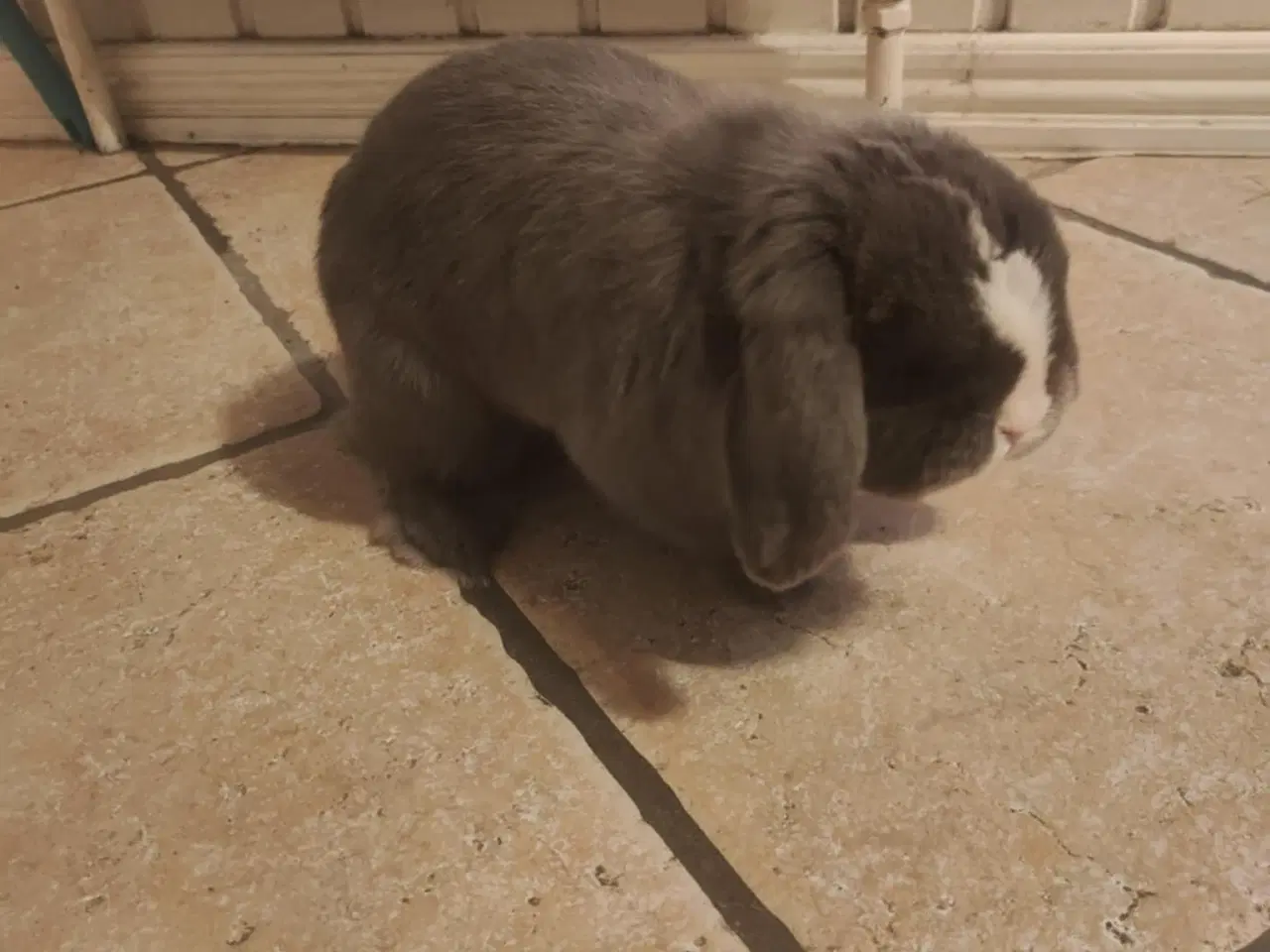 Billede 5 - MiniLoop super tam (haster!)