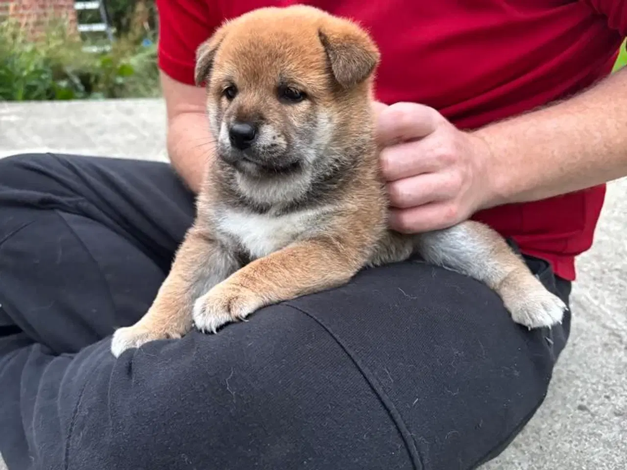 Billede 4 - Shiba drenge 