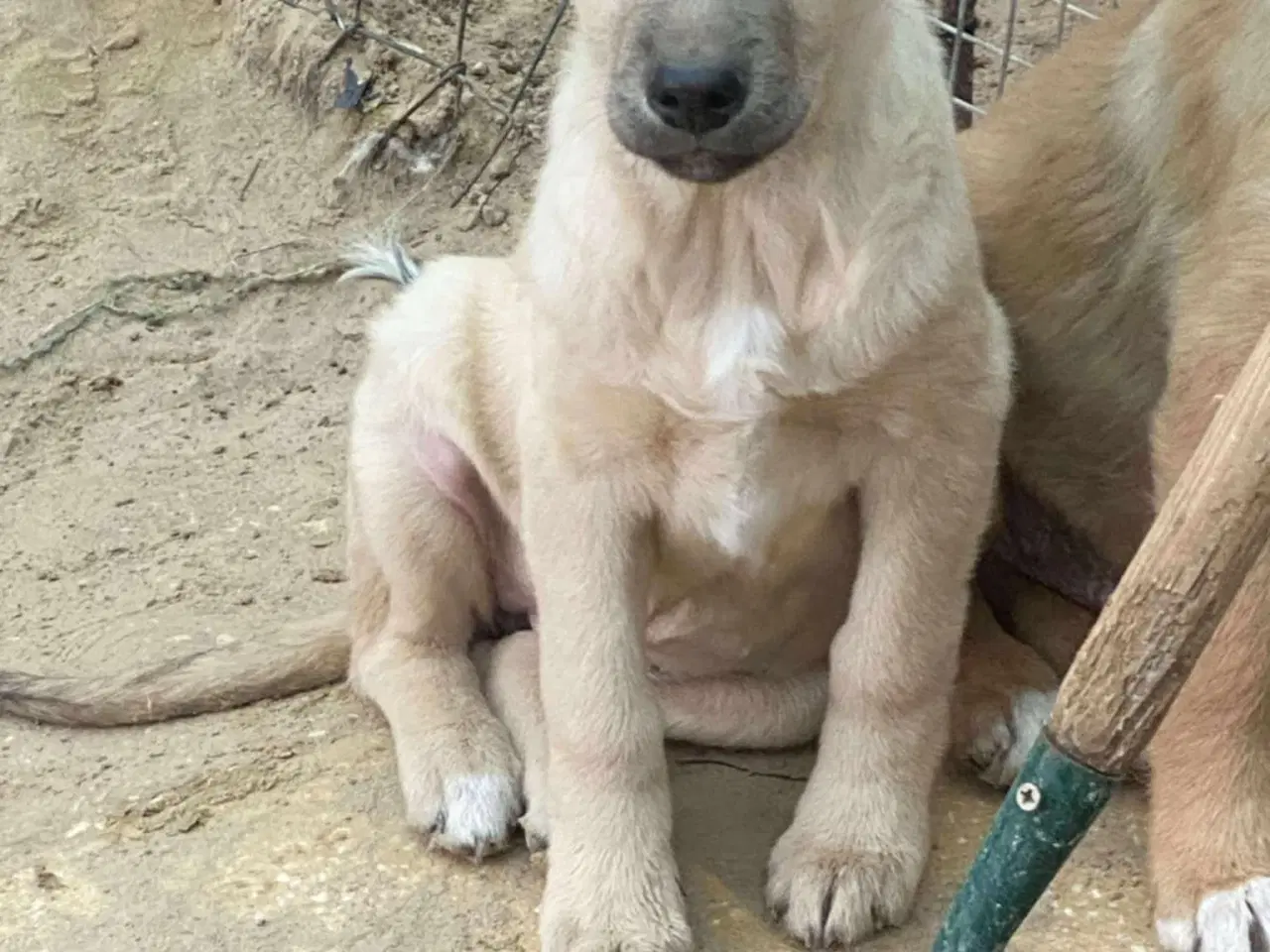 Billede 1 - Missy (blandingshund / gadehund)