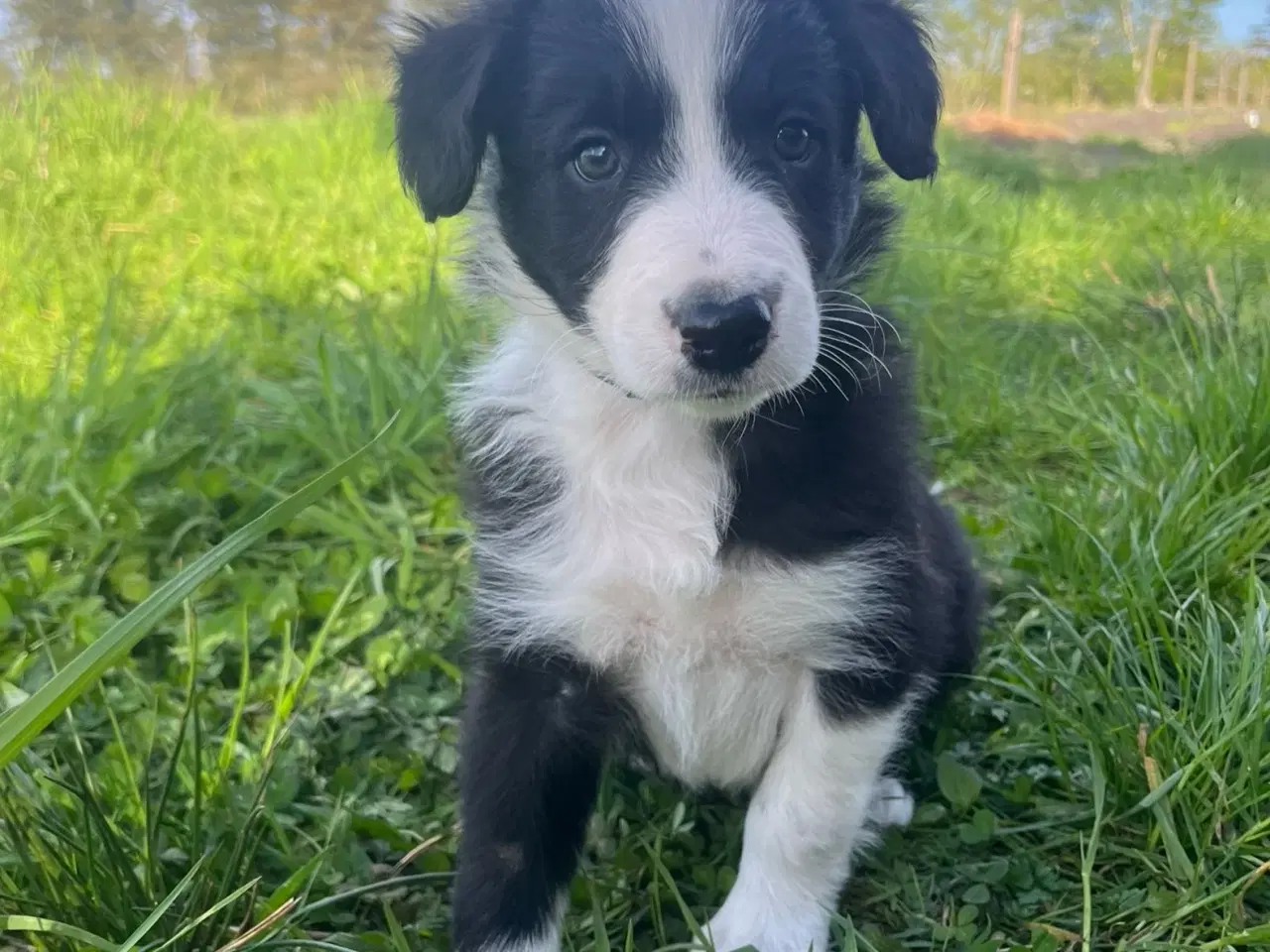Billede 7 - Border Collie hvalpe