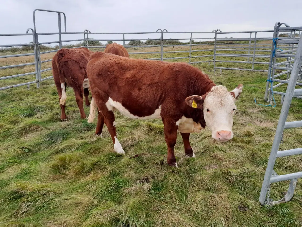 Billede 2 - Hereford kvier