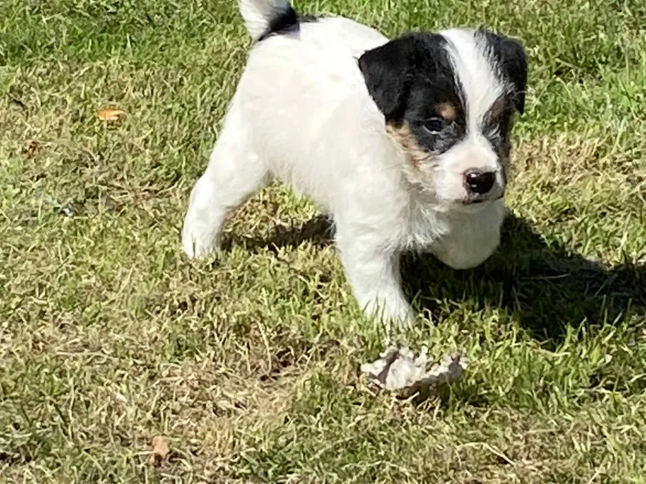 Billede 6 - Jack russel hvalpe 