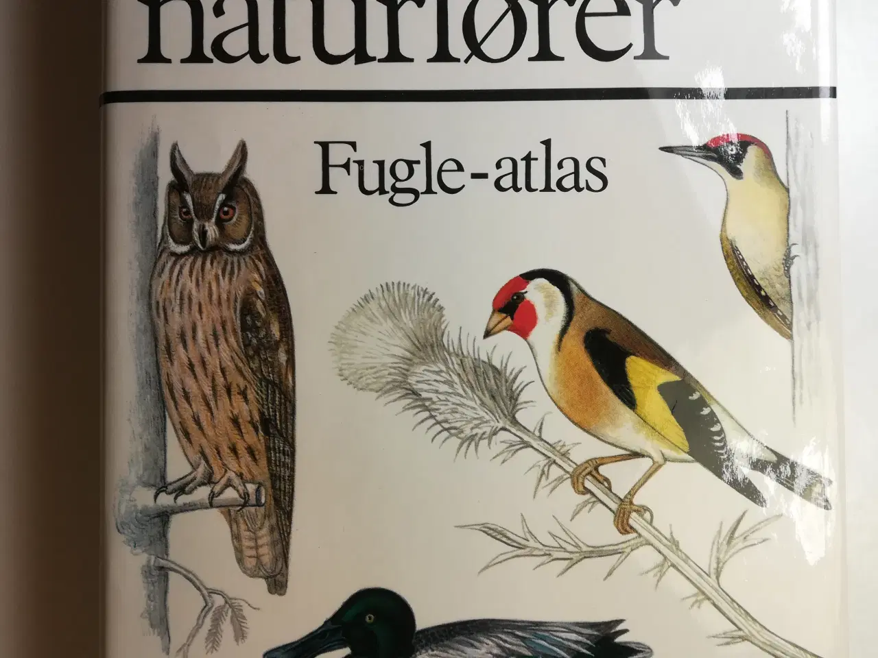 Billede 1 - Lademanns naturfører - Fugle-atlas