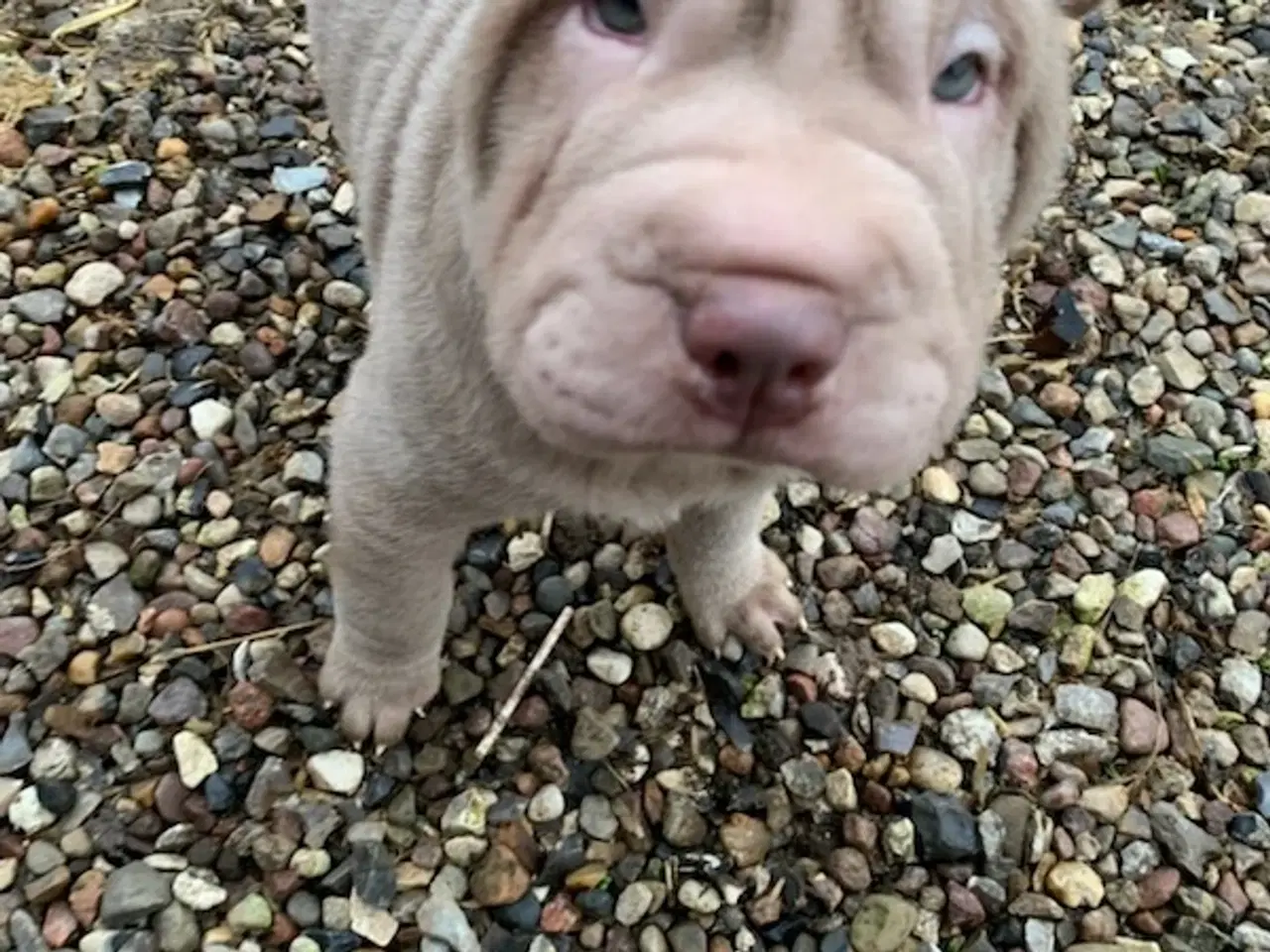 Billede 2 - Shar pei han