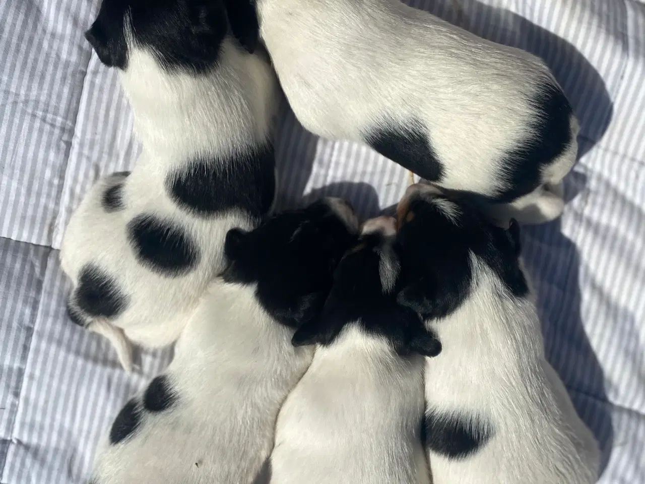 Billede 7 - Dansk-svensk gårdhund