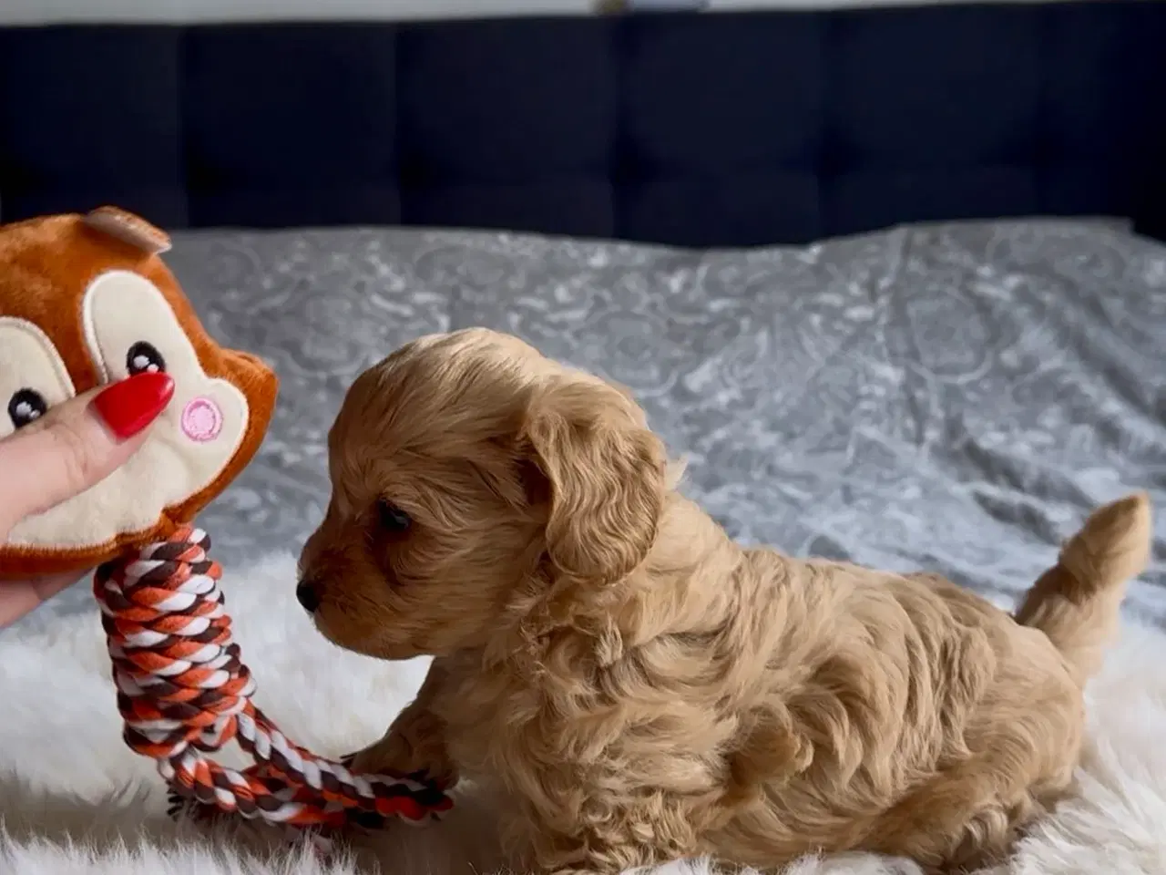 Billede 2 - 🌟🐶 Havapoo-hvalpe – klar til nye hjem fra 8.10