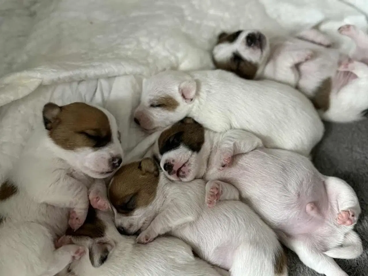 Billede 3 - Jack Russell med sjæl og stil