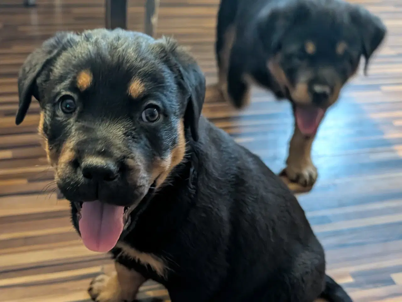 Billede 5 - Labweiler tæve