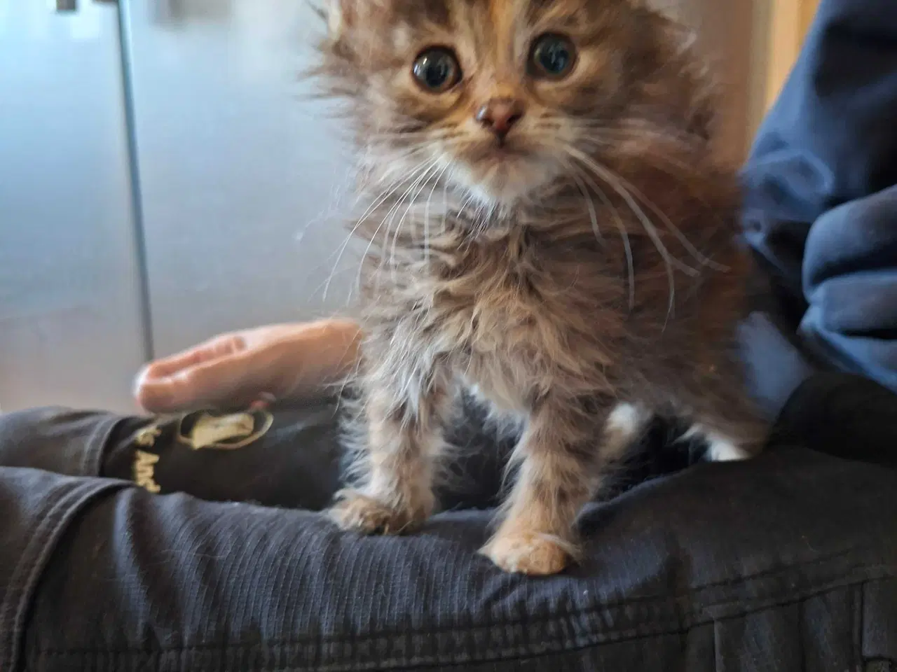 Billede 3 - Maine coon killinger uden tavle