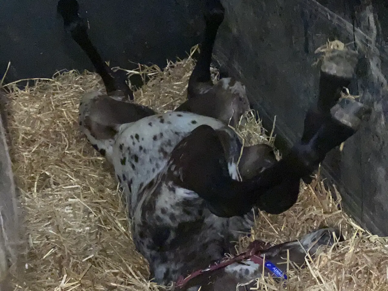 Billede 6 - Smuk Knabstrup blanding 🩵