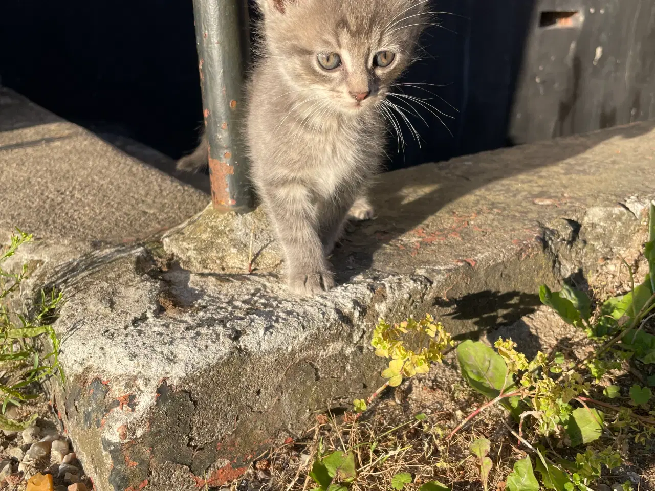 Billede 2 - Tre små katte