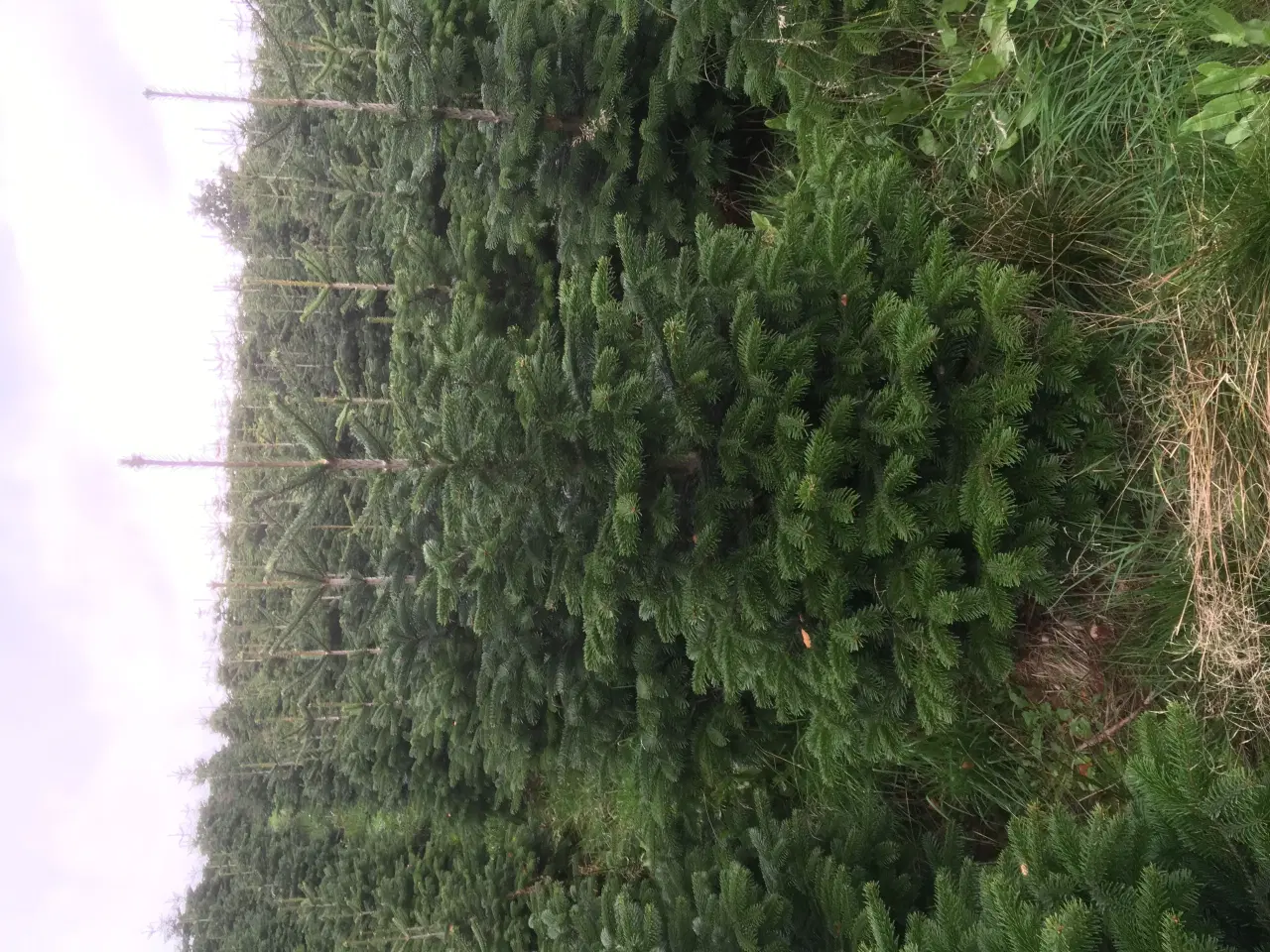 Billede 2 - Flotte Flotte Juletræer