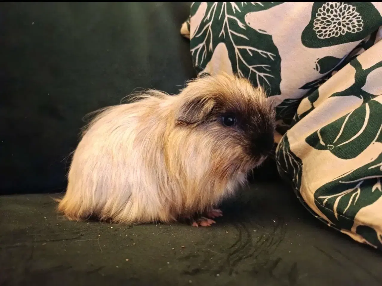 Billede 1 - Han marsvin til salg ( kan godt forhandle med pris